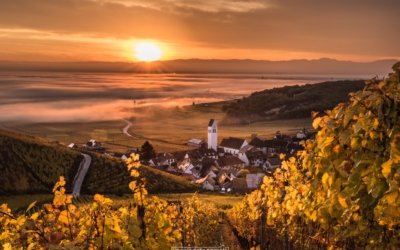 Les 20 grands vins blancs d’Alsace à connaître absolument