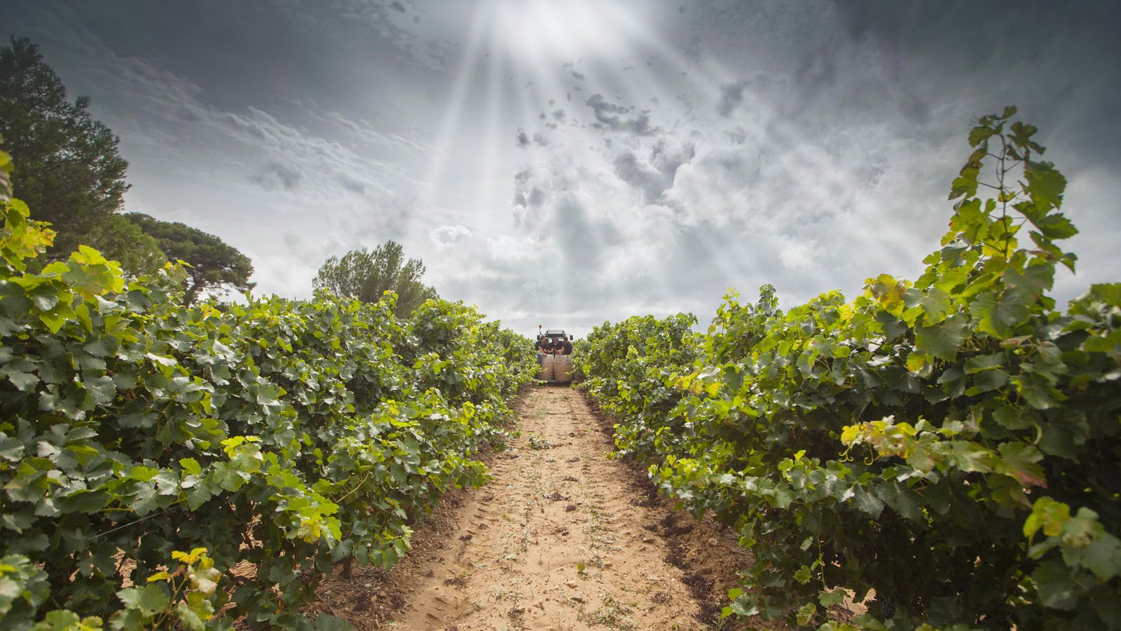 pays-doc-igp-vigne-indication-geographique-protegee-languedoc-roussillon-vin-cave-rouges-roses-blancs-qualite-cepage-francais