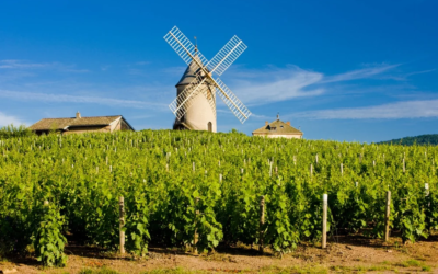 Vins rouges de Bourgogne : le guide ultime pour comprendre, choisir et acheter le bon Pinot Noir