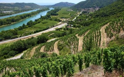 Vin rouge vallée du Rhône : guide expert pour choisir et acheter les meilleures bouteilles