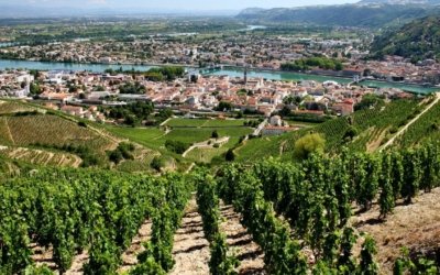 Vin blanc vallée du Rhône : les grandes appellations et comment choisir la meilleure bouteille