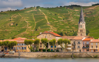 Condrieu blanc : terroir, Viognier, rareté et guide d’achat d’un grand vin du Rhône Nord