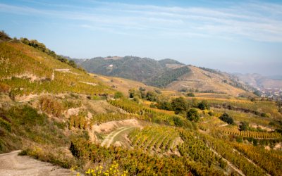 Saint-Joseph blanc : terroir, Marsanne, Roussanne et guide d’achat d’un grand vin du Rhône Nord