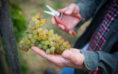 Cépage Viognier : origine, arômes et comment choisir un grand vin blanc du Rhône