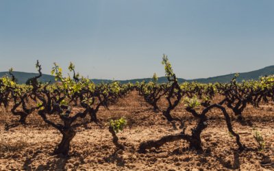 Marsanne et Roussanne : les cépages des grands vins blancs du Rhône